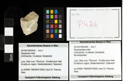 Foto (Objekt + Etiketten) von Mundopsidae indet. 